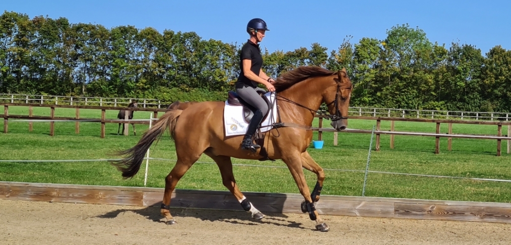 CONSIDERING YOUR HORSES WORKLOAD