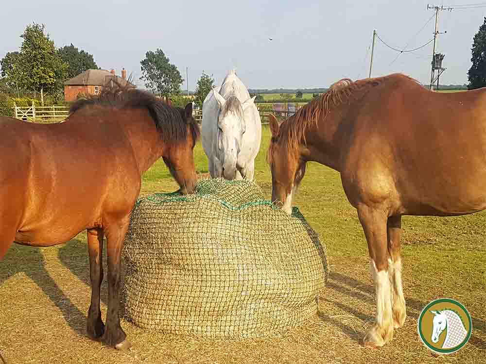 Tipping the scales: Getting to the bottom of obesity in our native horse's and ponies. Part Two.
