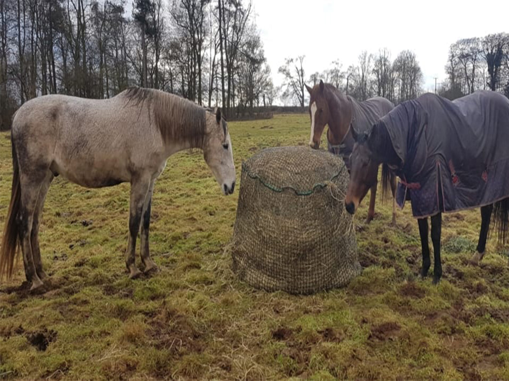 TIPPING THE SCALES: GETTING TO THE BOTTOM OF OBESITY IN OUR NATIVE HORSE’S AND PONIES. PART FOUR.