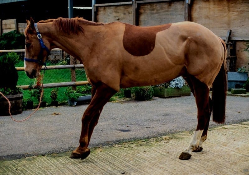 FIRST AID FOR LAMINITIS
