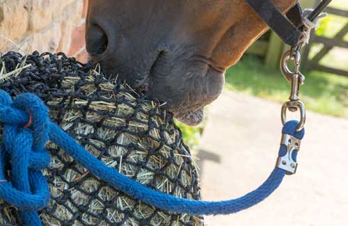 Tipping the scales: Getting to the bottom of obesity in our native horse's and ponies. Part Two.