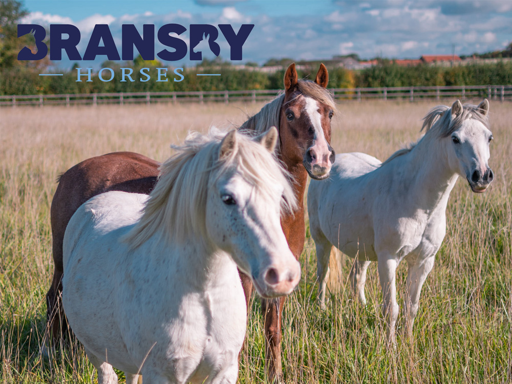 Trickle Net are proud to support Bransby Horses, a wonderful equine charity based in Lincolnshire